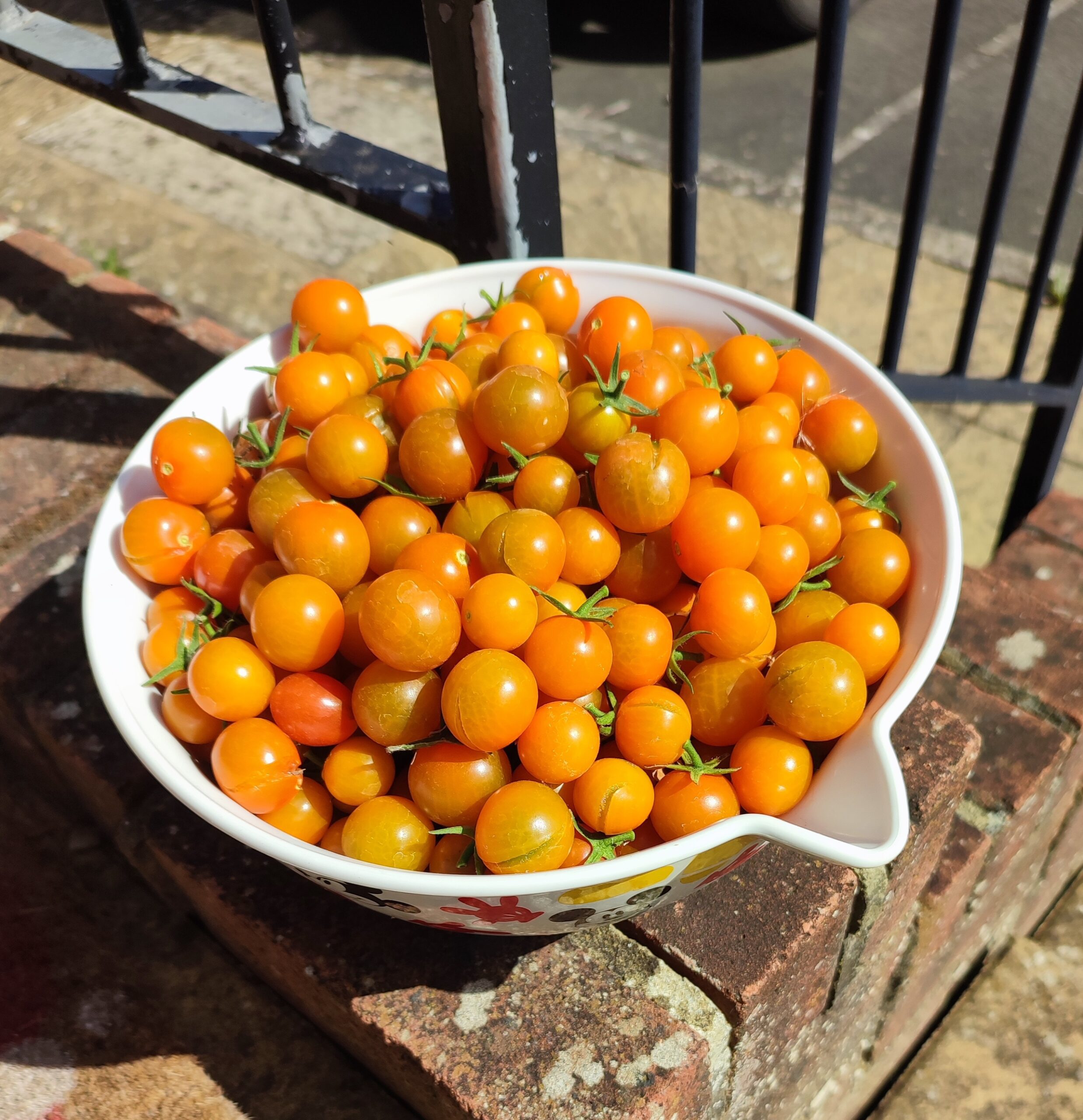 Making Tomato Passata From my Own Little Crop